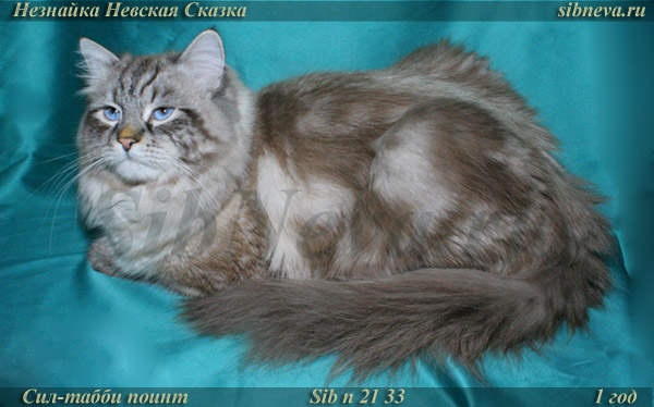 Невский маскарадный кот Незнайка Невская Сказка